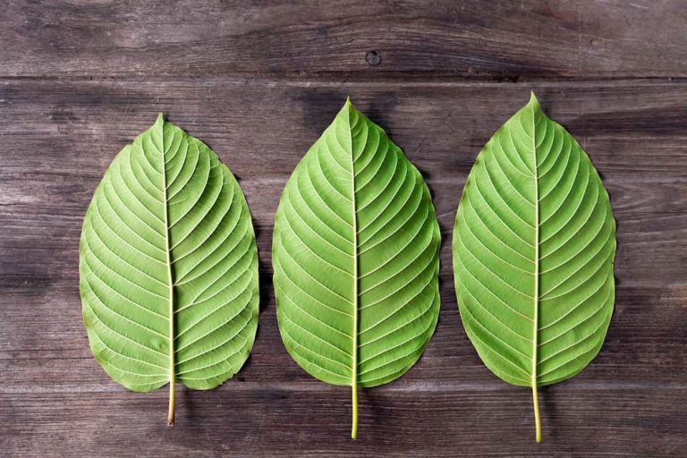 Power Up Using the Best Kratom Strains for Focus and Energy