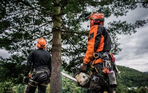 Tree Care Solutions