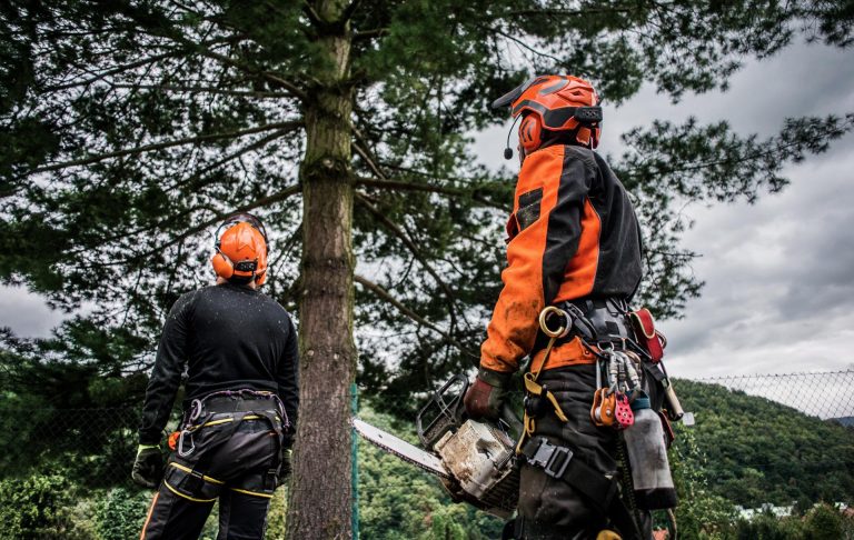 Tree Care Solutions